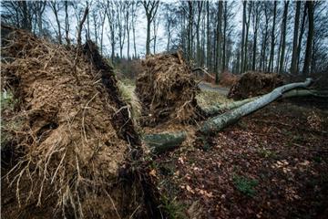Bäume sind mit ihrem gesamten Wurzelwerk aus dem Boden gerissen worden. Foto: Bernd Thissen/Archiv