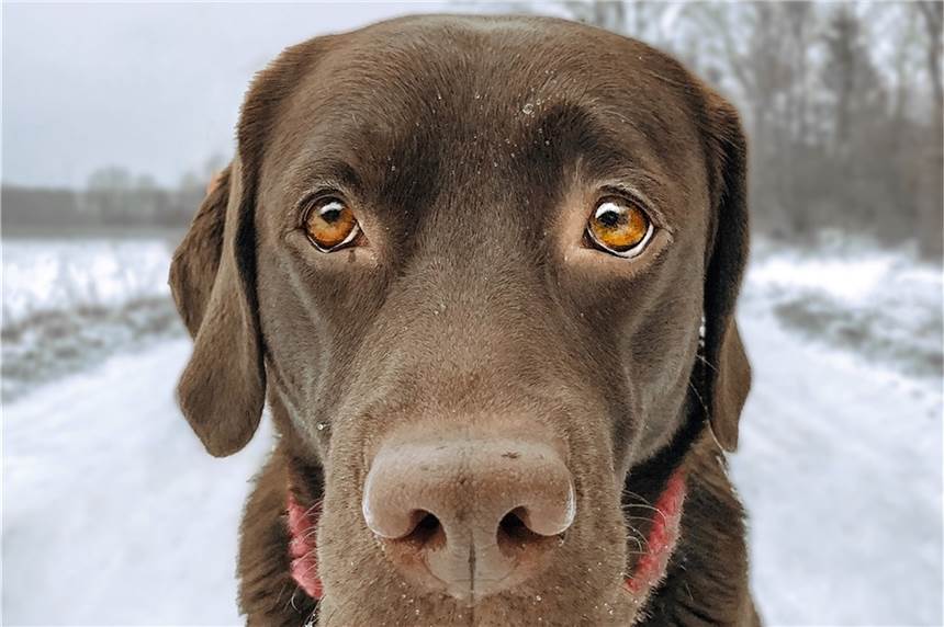 Labrador-Dame Bailey ist die Schönste Schnauze 2019 Bailey ist die Gewinner-Hündin des Fotowettbewerbs.