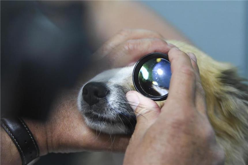 Bindehautenzündung kann bei Hunden viele Ursachen haben Bakterien, Staub, Fremdkörper: All das kann Hundeaugen reizen. Eine genaue Diagnose kann der Tierarzt erst nach einem Abstrich stellen. Foto: Ina Fassbender