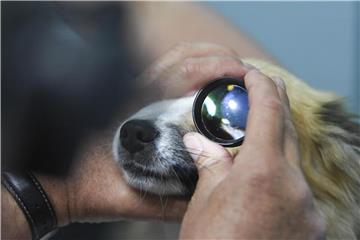Bakterien, Staub, Fremdkörper: All das kann Hundeaugen reizen. Eine genaue Diagnose kann der Tierarzt erst nach einem Abstrich stellen. Foto: Ina Fassbender