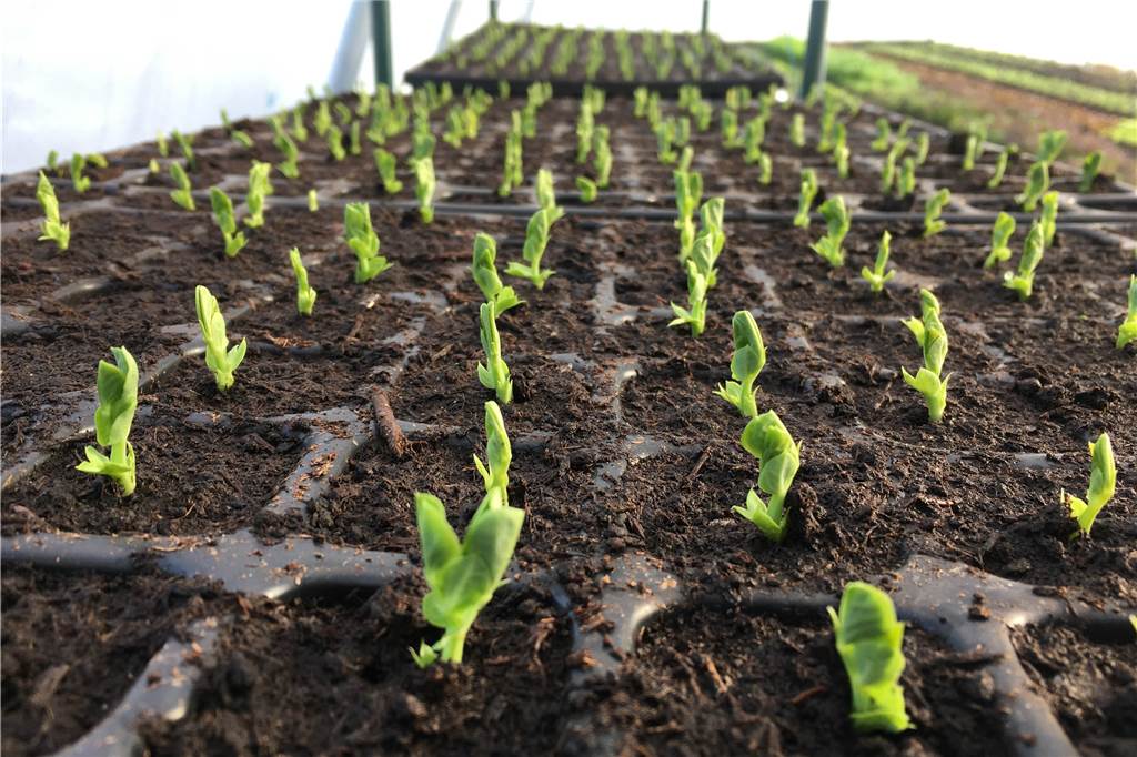 Solidarische Landwirtschaft in Bork geht neue Wege in die Zukunft Bald dürfen die Gemüsejungpflanzen auf die Beete auf dem Acker umziehen.
