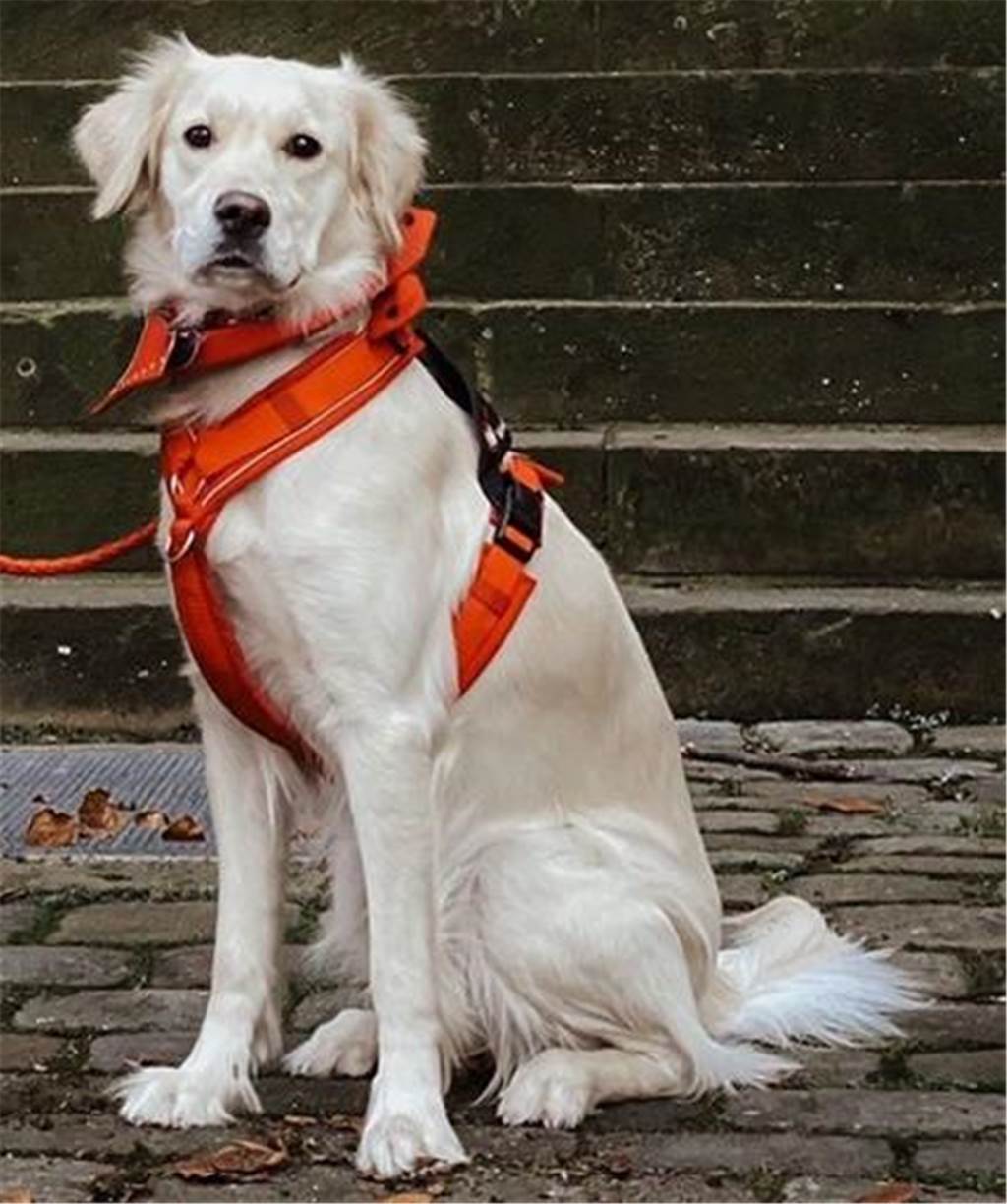 Halternerin zeigt ihren Alltag mit Assistenzhund bei „Hund Katze Maus“ Bald schließt Hope die Ausbildung zur Assistenzhündin ab.