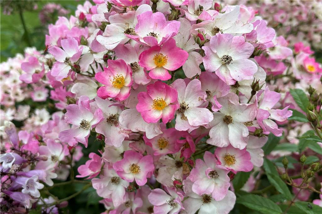 Balerina heißt diese Rosenart. 
