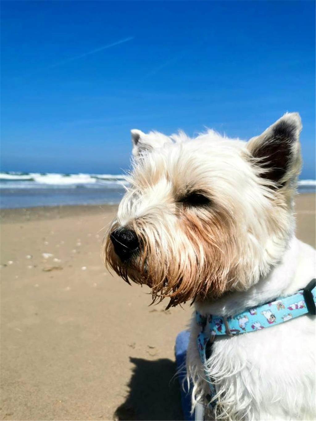 Balou ist fünf Jahre und liebt den Strandurlaub und Boot fahren, erzählt und Lara-Minou auf Instagram.