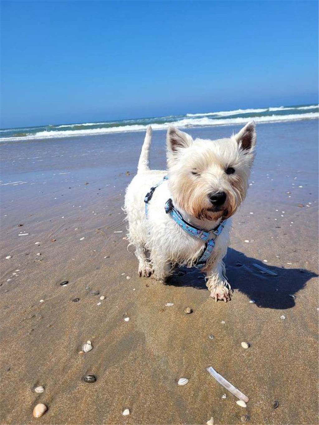 Balou ist fünf Jahre und liebt den Strandurlaub und Boot fahren, erzählt und Lara-Minou auf Instagram.