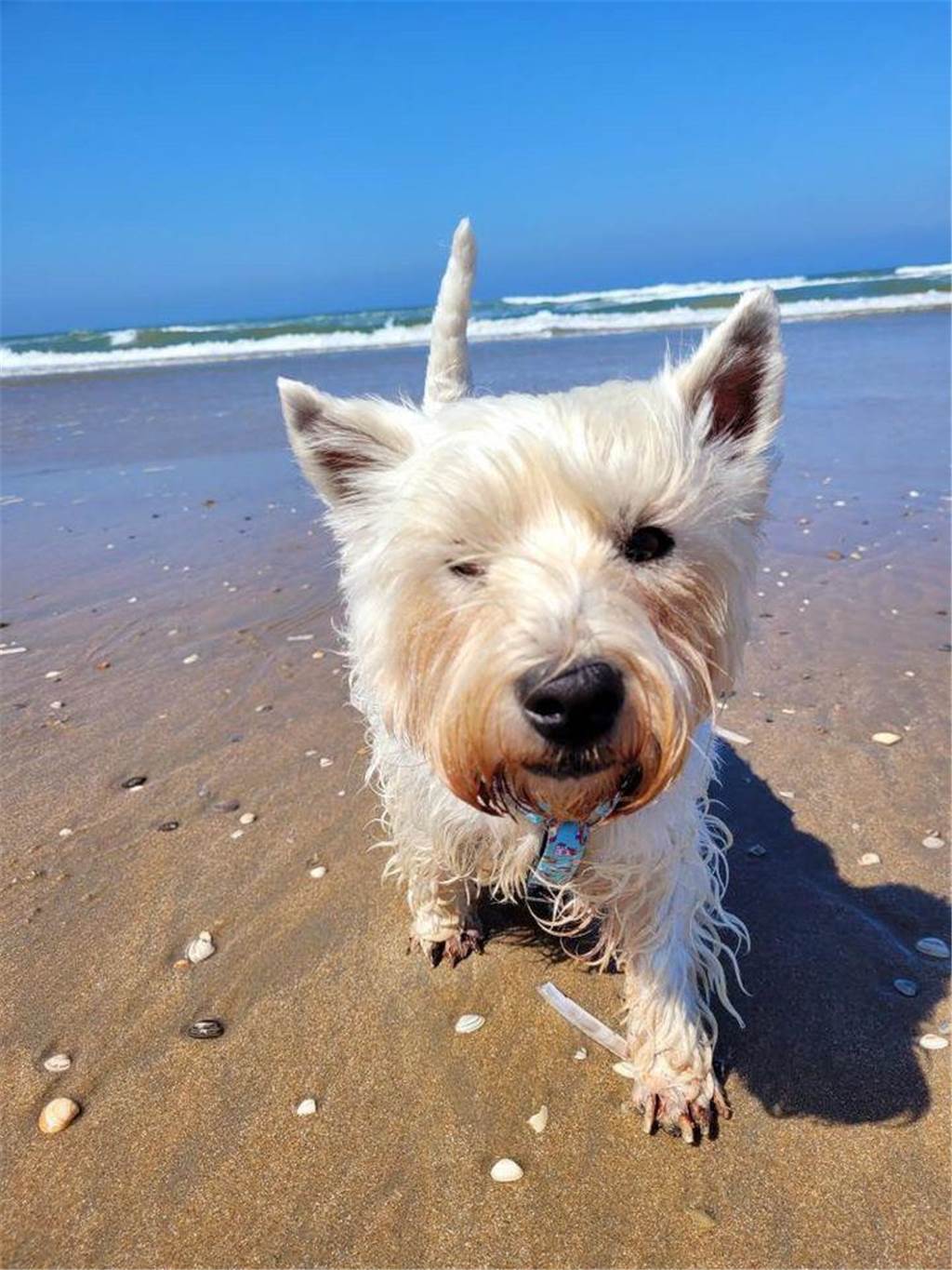 Balou ist fünf Jahre und liebt den Strandurlaub und Boot fahren, erzählt und Lara-Minou auf Instagram.