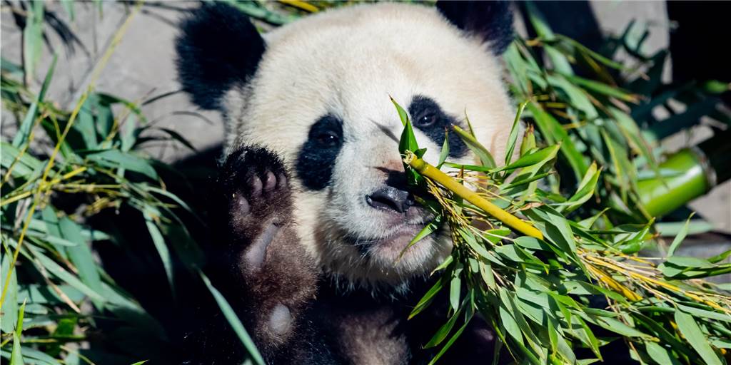 Von Bambus bis Soja - Nachhaltige Stoffe zum Anziehen Ein Panda im Berliner Zoo frisst Bambus
