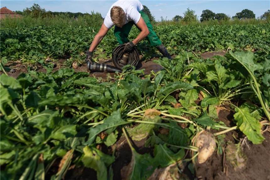 Bauern klagen in vielen Teilen Deutschlands über Dürre und Ernteausfälle. Die Folgen für Verbraucher dürften aus Expertensicht in den meisten Fällen eher gering sein. Foto: Philipp Schulze