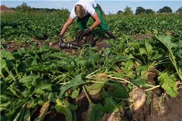 Bauern klagen in vielen Teilen Deutschlands über Dürre und Ernteausfälle. Die Folgen für Verbraucher dürften aus Expertensicht in den meisten Fällen eher gering sein. Foto: Philipp Schulze