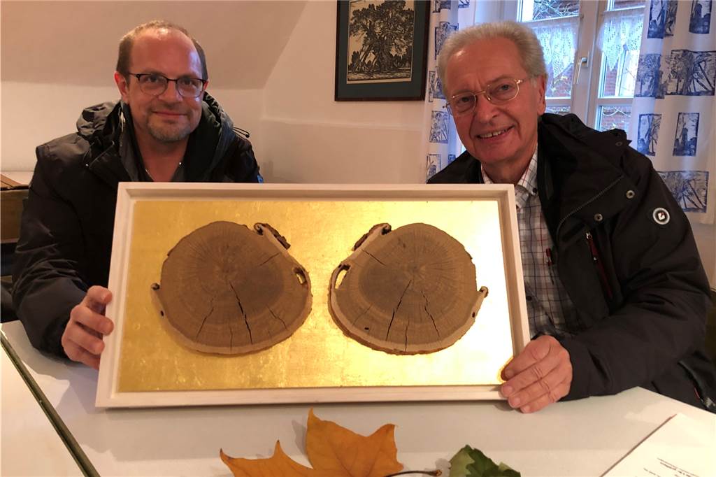 Ausstellung erzählt die Geschichte der „1000-jährigen Eiche“ Baumscheiben auf Blattgold: Auch diese Schmuckstücke, die Wenzel Schierenberg (l.) und Karl-Josef Behler zeigen, gehören zur Ausstellung.