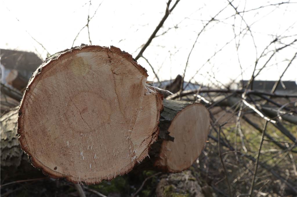 Kahlschlag rund um die Alte Eiche: Aus einem Biotop wird vorerst Ödnis Baumstämme liegen nach der Rodung auf dem zukünftigen Baugebiet.