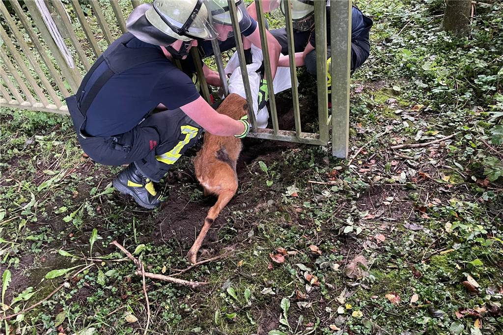 Feuerwehrleute ziehen Reh vorsichtig aus dem Zaun.
