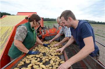 Bei aller technischen Unterstützung bleibt die Kartoffelernte auch immer ein Stück weit Handarbeit. Die Maschine transportiert die Kartoffeln aus der Erde eine Etage höher auf ein Förderband. Hier werden sie direkt unter die Lupe genommen.