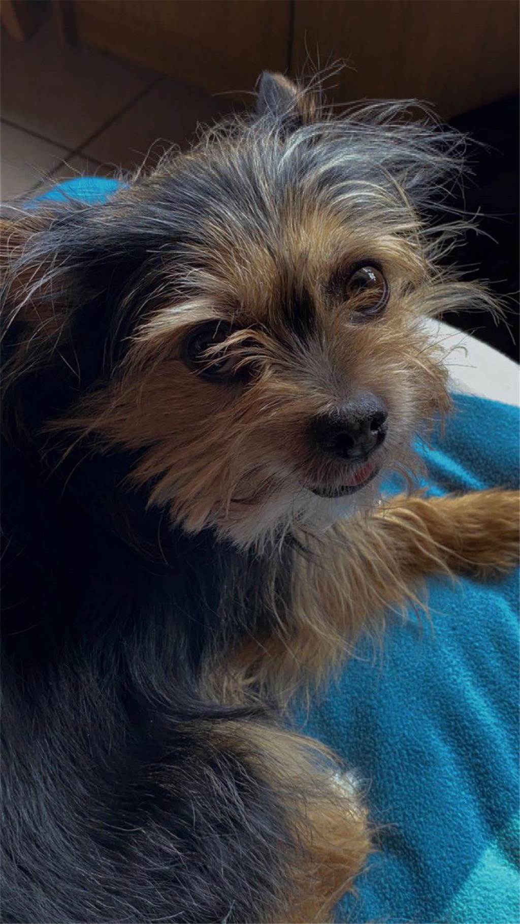Bei dem Hundeblick von Rocky muss man doch schwach werden, oder? 