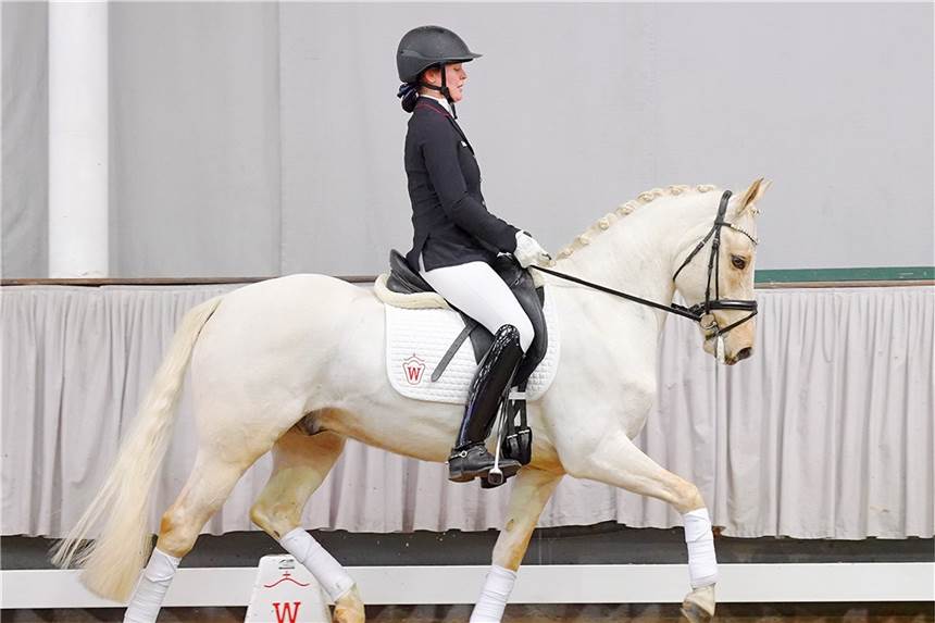 Pony aus Selm zum Höchstpreis: „Golden Hero“ geht nach Spanien Bei den Reitponys war Golden Hero aus einer Zucht in Selm am teuersten.