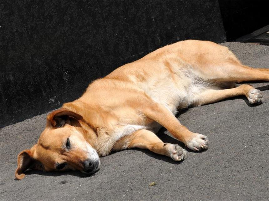 Hunde vor direkter Sonne schützen Bei den schweißtreibenden Temperaturen müssen Hunde immer genug Wasser zu trinken haben. (Bild: dpa)