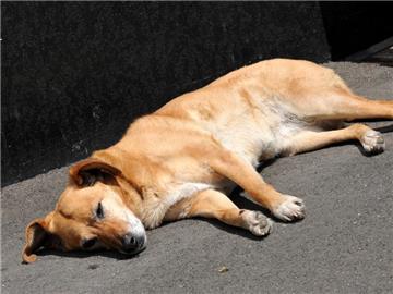Bei den schweißtreibenden Temperaturen müssen Hunde immer genug Wasser zu trinken haben. (Bild: dpa)