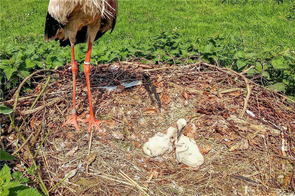 Zwei Küken im Storchennest.