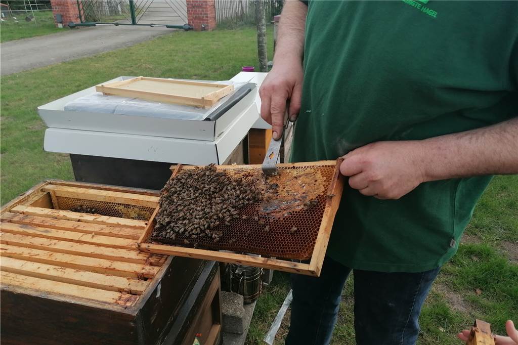 Legdener Hobbyimker setzt bei der Varroa-Milbe auf Prävention Bei den wieder kühleren Temperaturen hilft Antonius Schulze Beikel ein wenig nach und schabt die Honigwaben auf. So haben seine Bienen mehr Futter.