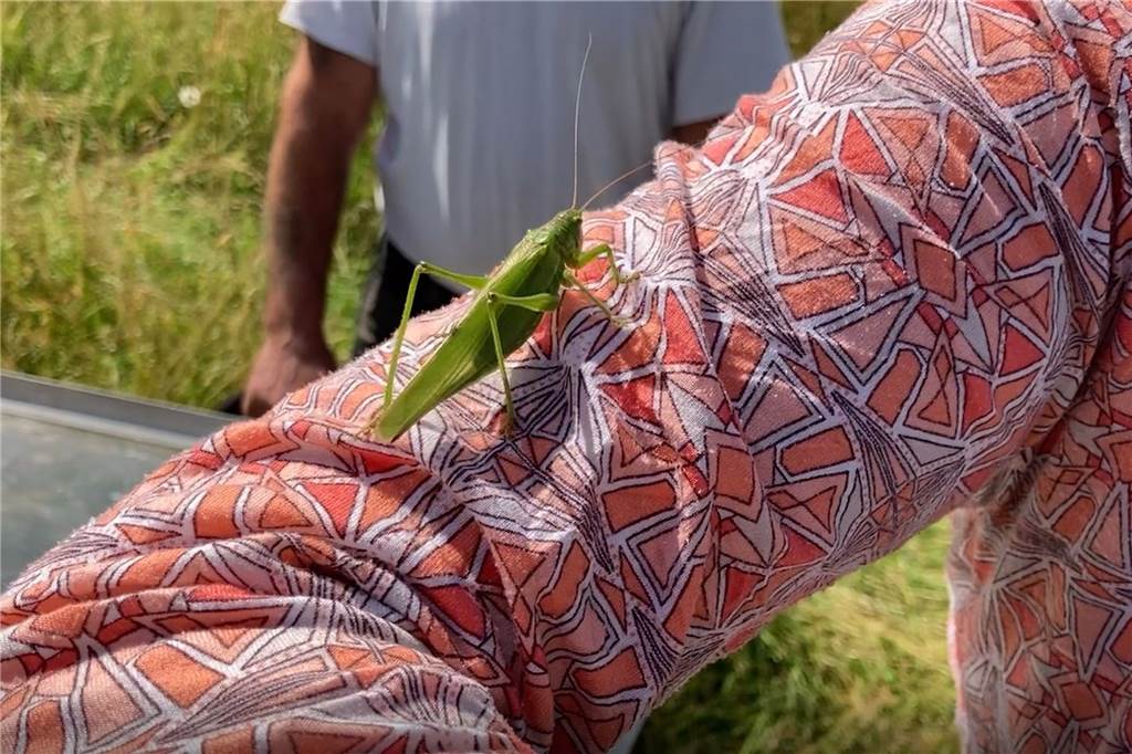 Artenreichste Blühwiese in Nordkirchen: „Naturschutz aller erster Güte“ Bei der Fahrt über die Wiese mit dem Wiesefix wurde ein Heupferd mit aus der Wiese gebürstet. Unbeschadet konnte es beim Aufmachen des Geräts hinauskrabbeln.