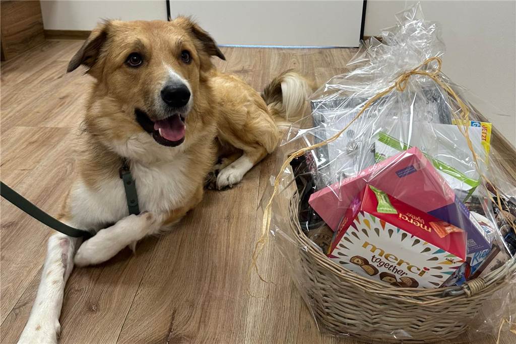 Streuner Koda ist endlich schmerzfrei: Einjährige Ärzte-Odyssee ist beendet Hund Koda mit einem Präsentkorb