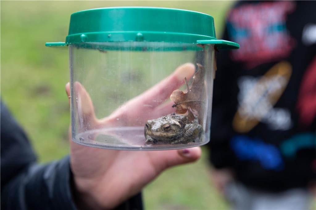 Sekundarschüler am Heidhof: Kinder entdecken die Wunder der Natur Bei der Untersuchung des Waldbodens ist zwei Schülerinnen eine Knoblauch-Kröte über den Weg gelaufen.