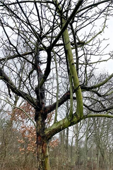 Reiner Schramowski beklagt mangelnde Baumpflege auf Streuobstwiesen Baum auf einer Streuobstwiese in Deusen ohne eindeutigen Haupttrieb