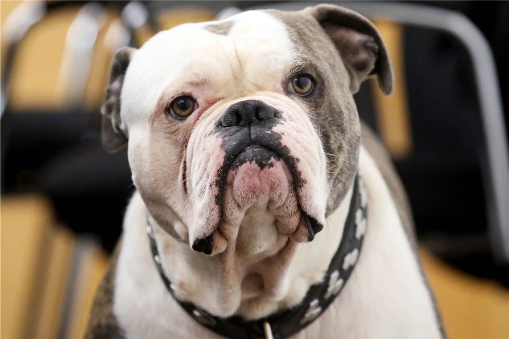 Hundezone Heek: Alles, was Sie zu Kampfhunden, Hundesteuer und Kontrollen wissen müssen Bei dieser Hunderasse (Old English Bulldog) fehlen derzeit im Kreis Borken die Fachkompetenzen, um eine Einzelfallentscheidung durchführen zu können.