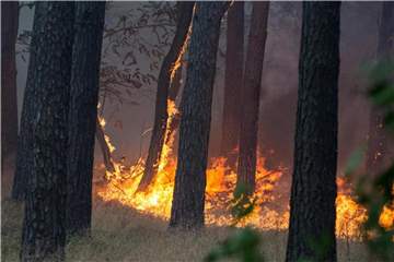 Bei einem Waldbrand, wie hier bei Potsdam, können hohe Schäden entstehen. Bei kaputten Autos springen dann Teilkasko- und Vollkaskoversicherungen ein. Foto: Friedrich Bungert