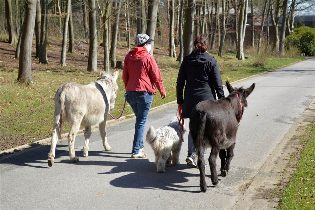 Tiergestützte Therapie: Mit „Kuschelhormon“ gegen die Depression Bei einer kleinen Wanderung kann man sich wunderbar unterhalten.