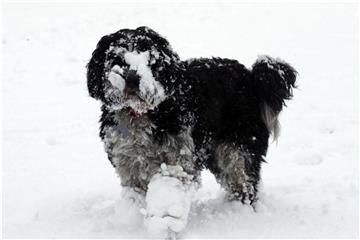 Bei Eis und Schnee sollte Hundehaar besser kurz gehalten werden. Ansonsten drohen Verletzungen durch Eisrückstände. Foto: Andrew Milligan/PA Wire/dpa