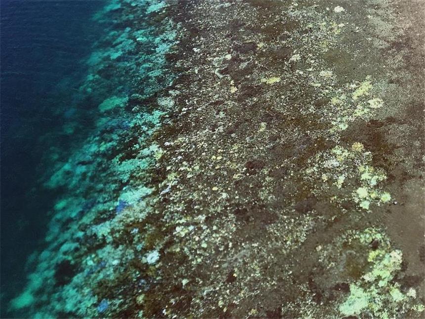Korallenbleiche in weiten Teilen des Great-Barrier-Riffs Bei hohen Temperaturen stoßen die Algen, die in Symbiose mit den Korallen leben, Gifte aus und werden abgestoßen. Foto: Arc Centre Of Excellence For Coral Reef Studies/James Kerry