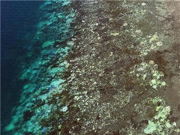 Bei hohen Temperaturen stoßen die Algen, die in Symbiose mit den Korallen leben, Gifte aus und werden abgestoßen. Foto: Arc Centre Of Excellence For Coral Reef Studies/James Kerry
