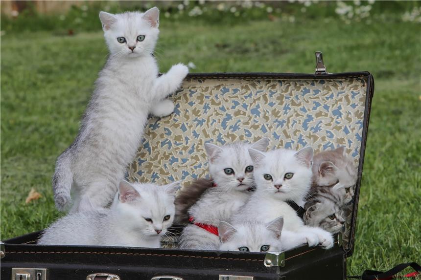 Erlebniswelt mit mehr als 11.000 Hunden und 500 Katzen Bei „Hund & Katz“ werden mehr als 11.000 Hunden und 500 Katzen zu sehen sein. Auch dies neune Wochen jungen Britisch Kurzhaar-Kätzchen.