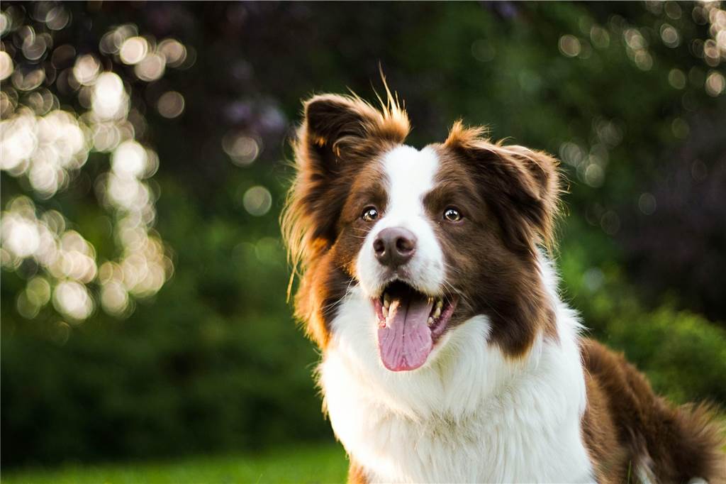 Tiere in Not – Ansprechpartner, Erste Hilfe und Tipps Bei Hunden ist der suchende Besitzer oder die suchende Besitzerin häufig schon in der Nähe.
