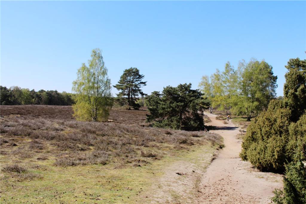 Hier wird der Oster-Spaziergang im Kreis Recklinghausen zum Hit Bei jedem Wetter ein Traum: Die Westruper Heide.