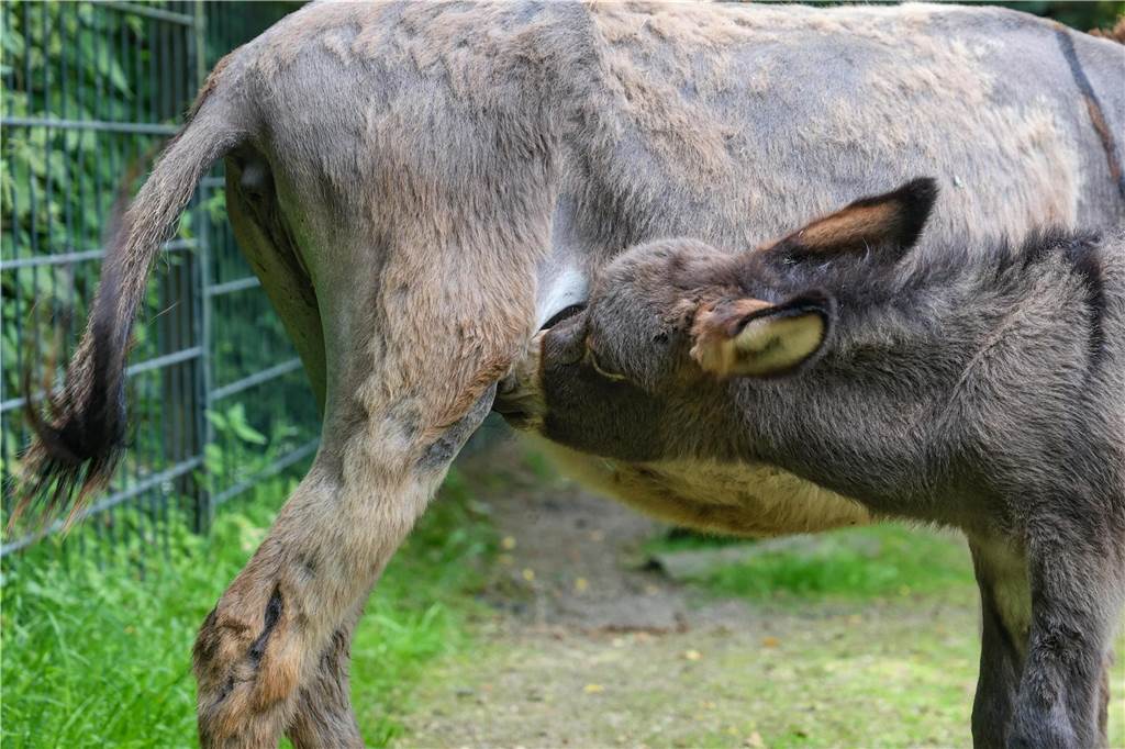 Bei Mama Ella gibt es zwischendurch eine kleine Stärkung. 