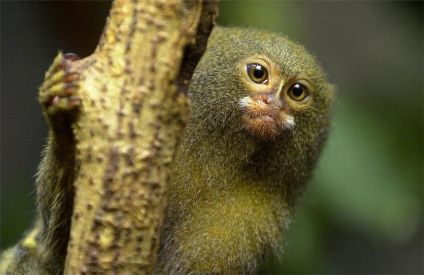 So schützen NRW-Zoos ihre Tiere Bei Tierdieben begehrt: Krallenaffen, wie dieses Zwergseidenäffchen.