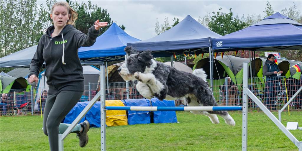 Deutsche Meisterschaft in Lünen: Hunde zeigen ihr Können im Parcours Beim Agility geht es darum, seinen Hund über einen Hindernis-Parcours zu führen. Die Deutsche Meisterschaft wurde am vergangenen Wochenende in Lünen-Brambauer ausgetragen.