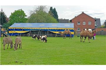 Beim Circus Max Renz haben die Tiere Auslauf und eine Unterstellmöglichkeit. Der Zirkus achtet bei seinen Auftritten immer auf genügend Fläche bei der Platzwahl.