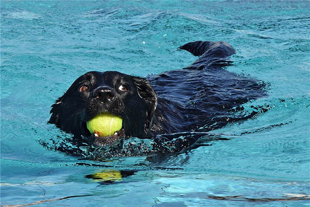 Bäder in Haltern: Alle Infos zu Öffnungszeiten, Preisen und Angebot Ein schwarzer Hund mit einem Tennisball im Maul schwimmt im Wasser
