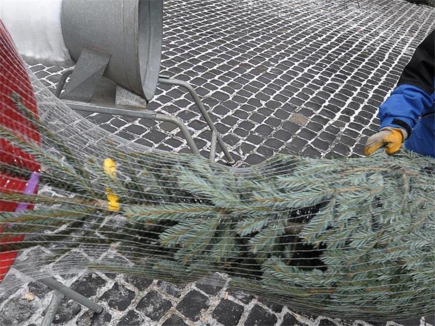 Bei Weihnachtsbäumen auf Öko-Siegel achten Beim Kauf eines Weihnachtsbaumes sollte man auf die Art des Anbaus achten. Foto: David Ebener