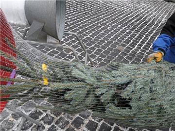 Beim Kauf eines Weihnachtsbaumes sollte man auf die Art des Anbaus achten. Foto: David Ebener