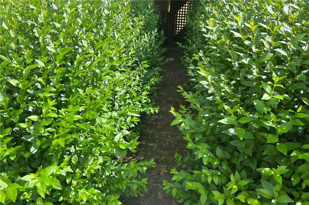 Wucher-Wahnsinn: Vivawest-Mieter sorgen sich um Kinder auf der Straße Beinahe komplett zugewuchert sind einige der Hauseingänge in der Dorstfelder Siedlung. "Im Wiesengrund".