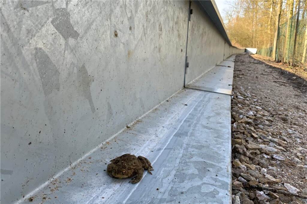 Krötenwanderung: Stadt prüft Dauerschutz an gefährlichen Straßen Beispiel für ein dauerhaftes Amphibienschutz-Leitsystem.