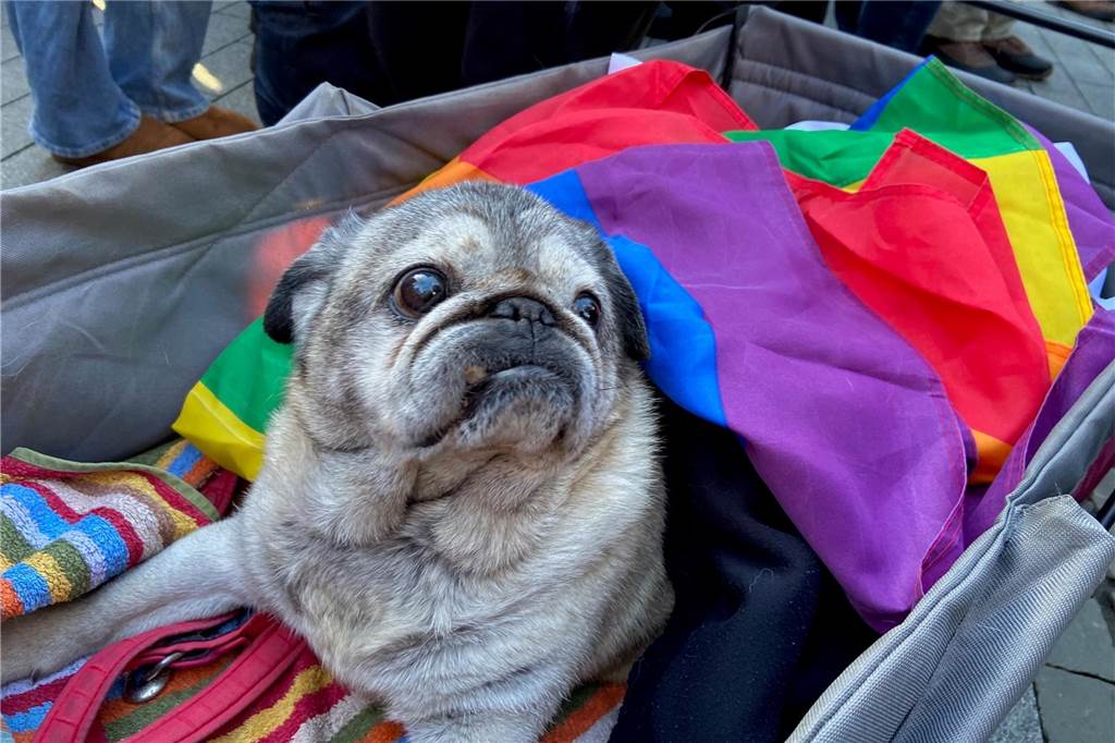 Zulauf auf Kundgebung überwältigend: 5000 demonstrierten gegen Rechts Bekannt wie ein bunter Hund: Auch Mops "Molle" demonstrierte mit.