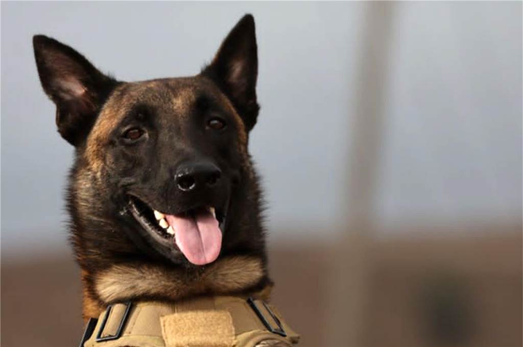 Belgischer Schäferhund (Malinois)