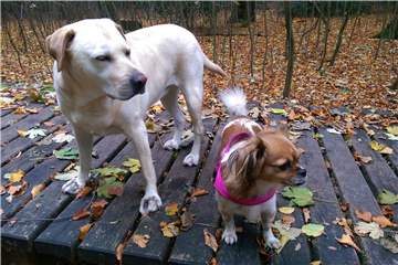 Bella (l.) und Lilli lieben lange Waldspaziergänge.