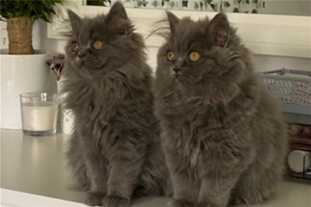 Zwei Katzen sehen aus wie Geschwister.