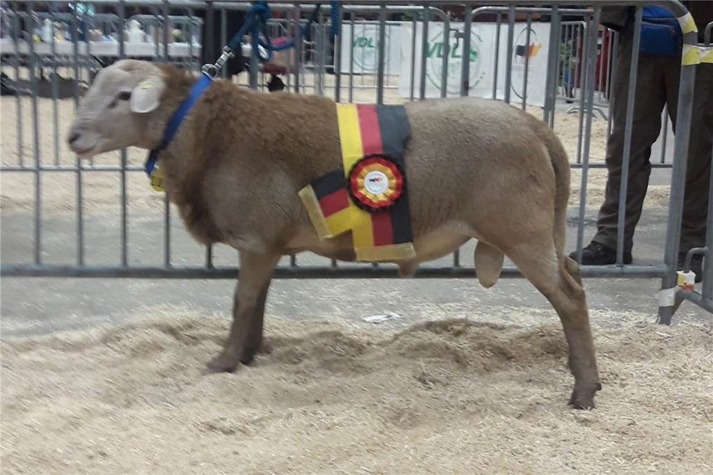 Ein Schaf steht vor einem Zaun.